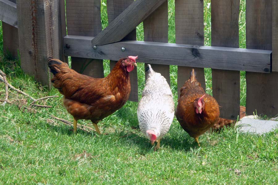 Chicken