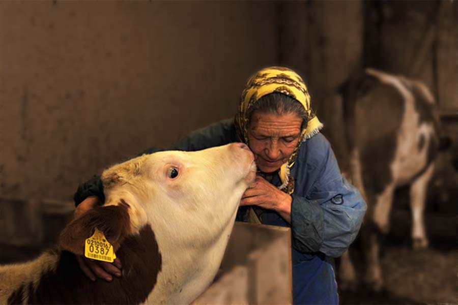 Calf in the stable