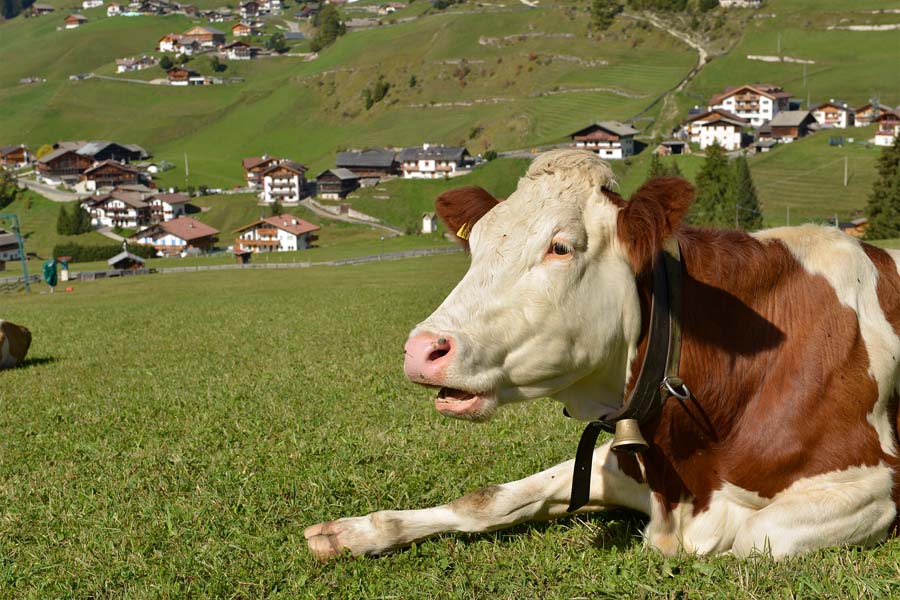 Cow in the pasture