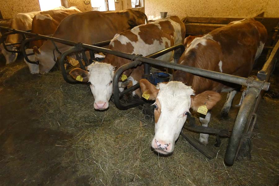 Cows in the stable