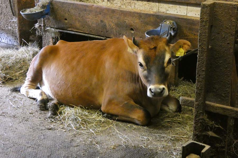 Cows in the stable