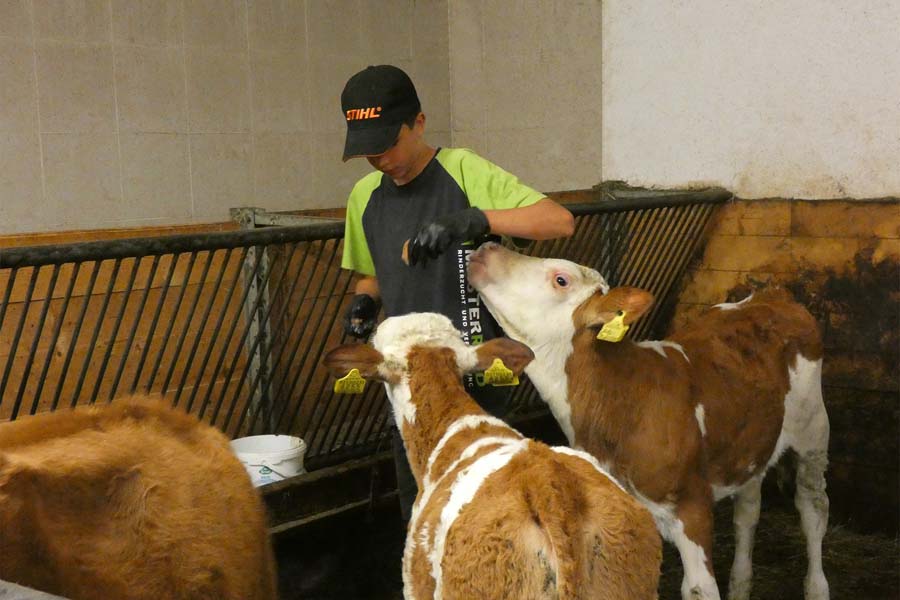Cows in the stable