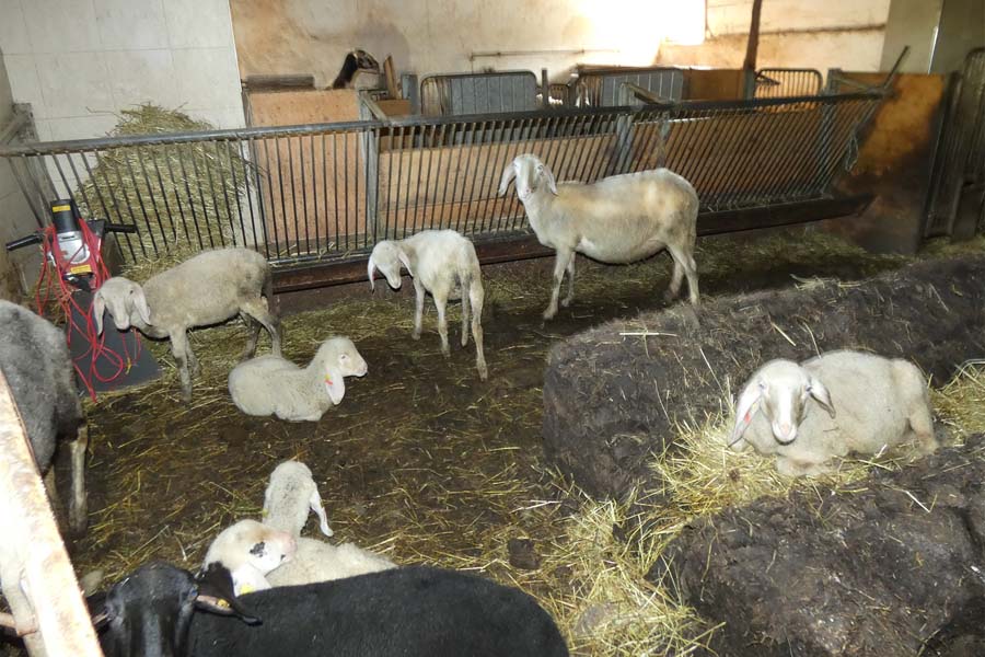 Sheep in the stable