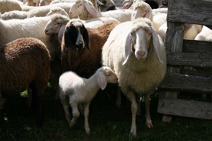 Le nostre pecore