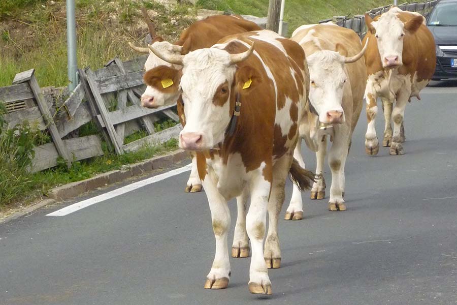 Le nostre mucche